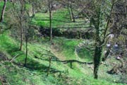 Part of the garden